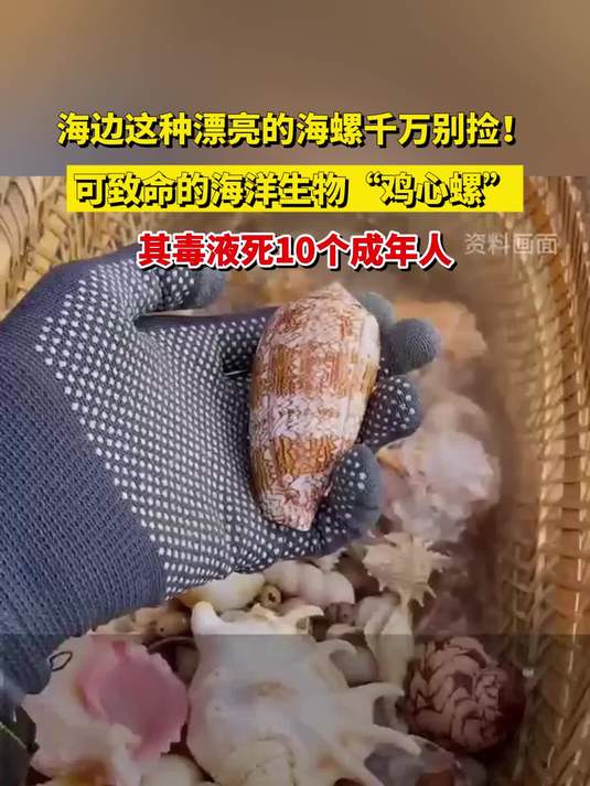 海边这种漂亮的海螺千万别捡!可致命的海洋生物“鸡心螺”