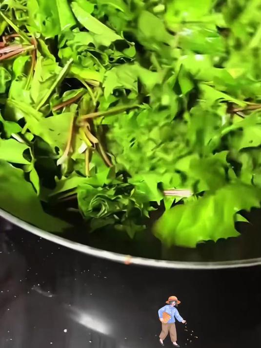 蒲公英别叫野菜了,种子撒土就发芽,嫩叶泡茶根炖汤全家抢着要