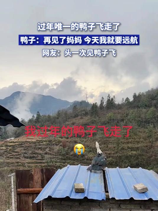 过年唯一的鸭子飞走了,鸭子:再见了妈妈,今天我就要远航