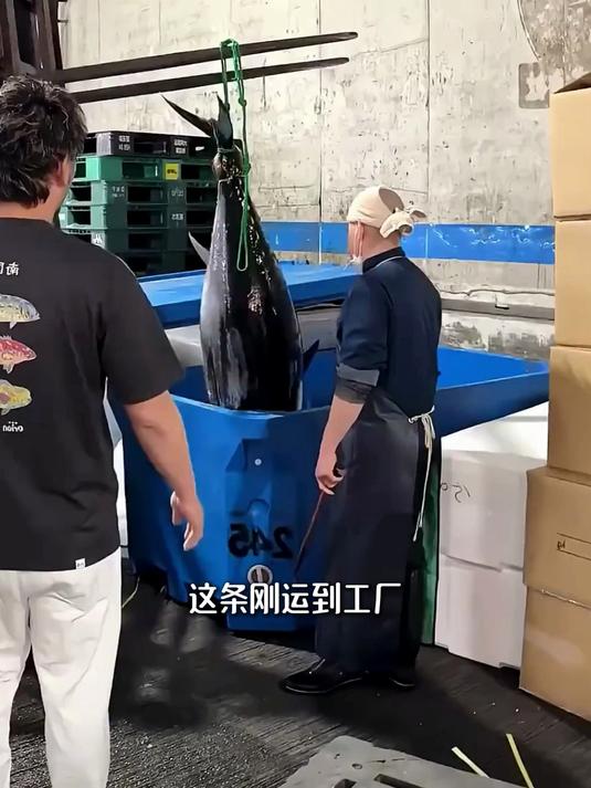 金枪鱼到生鱼片的全过程