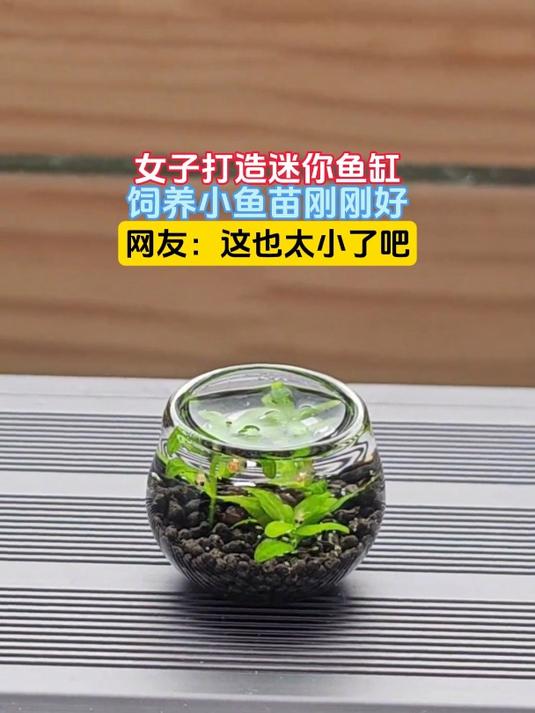 女子打造迷你鱼缸,饲养小鱼苗刚刚好,网友:这也太小了吧