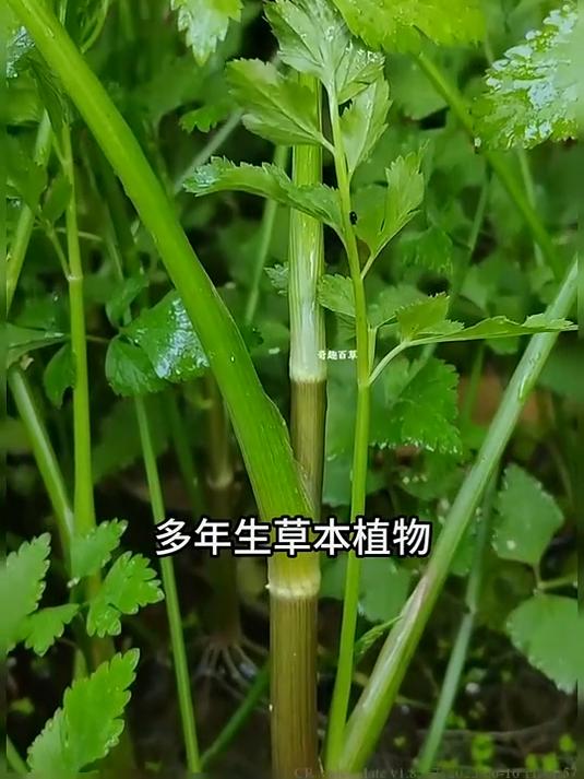 网红野菜：野芹菜又叫水芹，被称为野菜中的王者