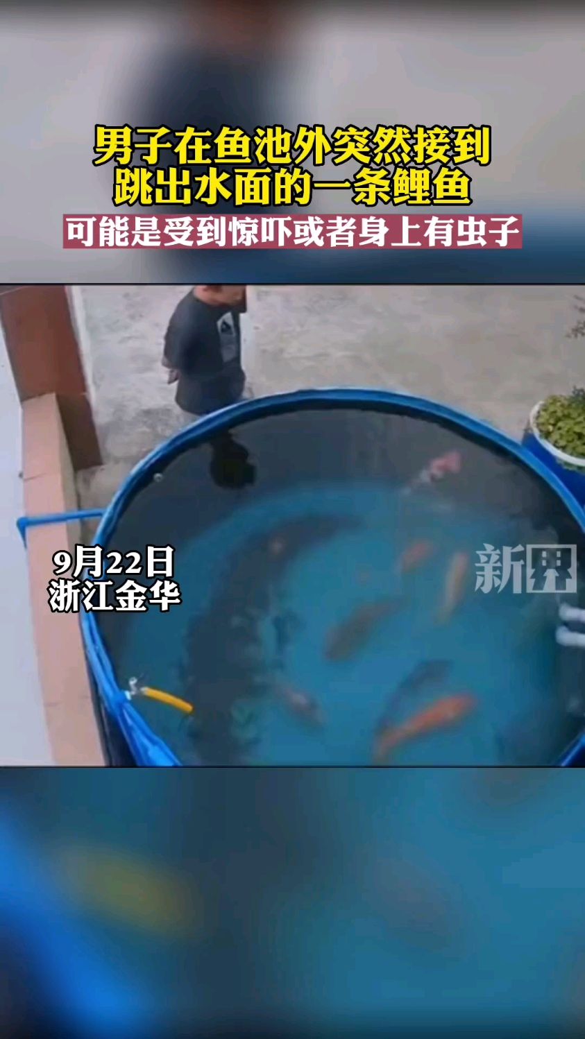 男子在鱼池外突然接到跳出水面的一条鲤鱼“投怀送鲤”