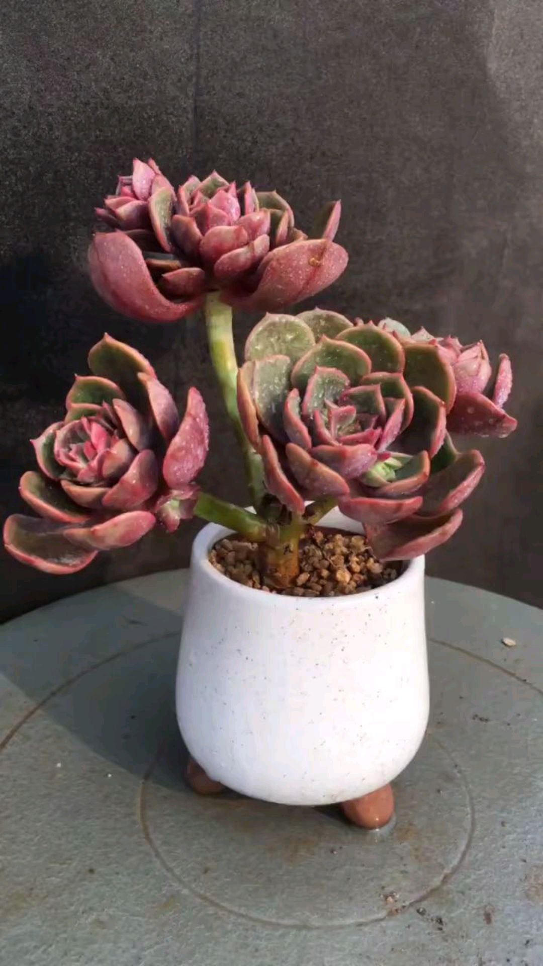 一朵花开,就是整个春天(视频多肉:大红袍)