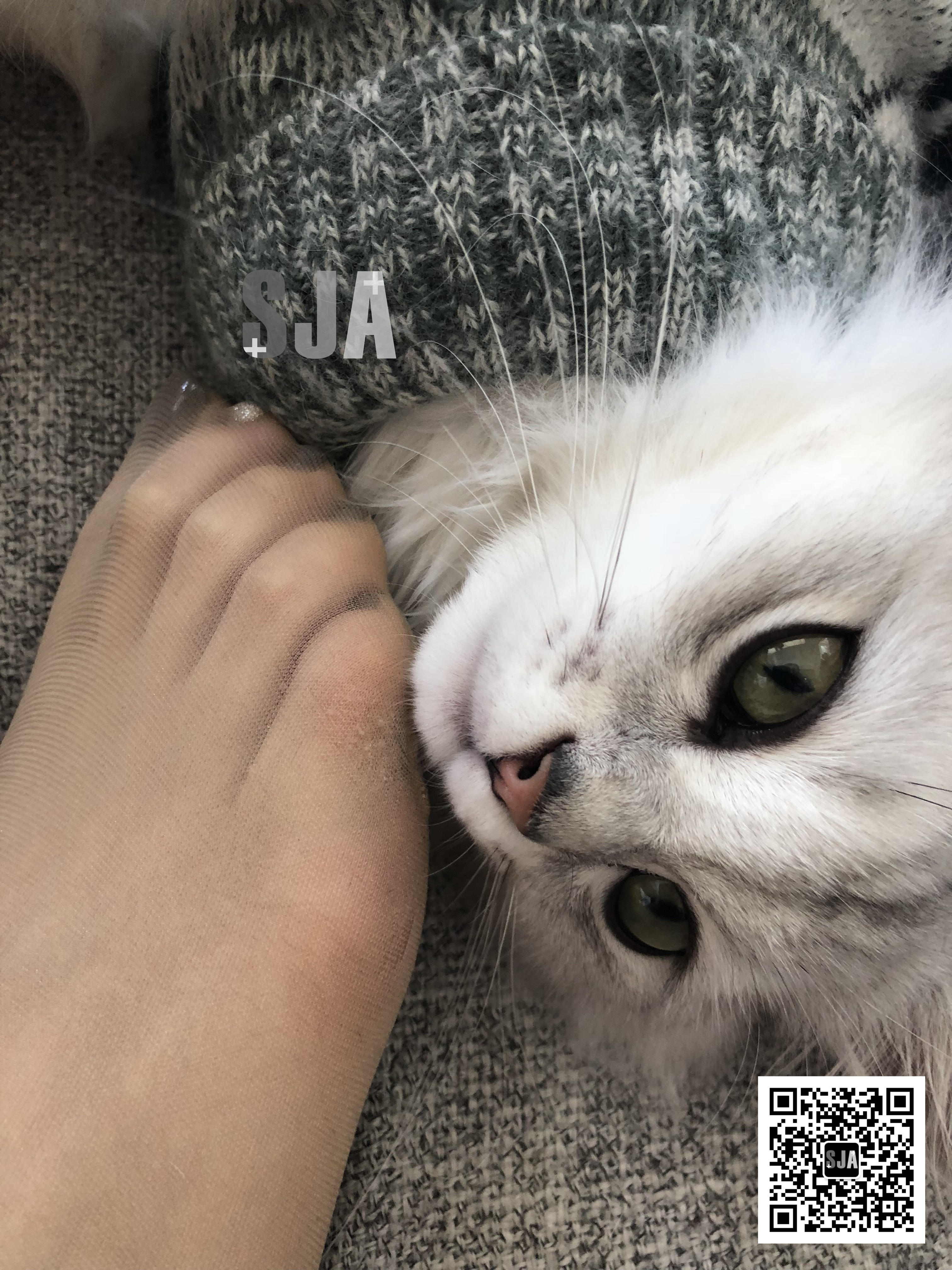 图片[8]-[SJA佳爷]闺蜜视角 NO.013 喵 [60P+81M]-六色网