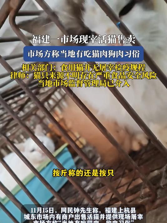 福建一市场现宰活猫售卖,市场方称当地有吃猫肉狗肉习俗,相关部门:食用猫并无屠宰检疫规程,律