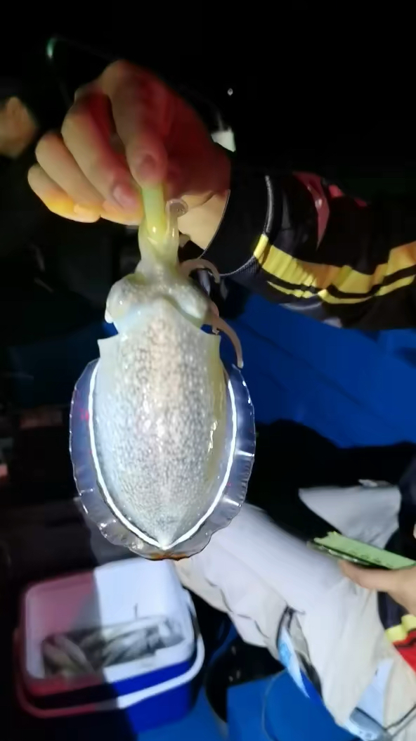 钓吹筒鱿鱼的季节...墨鱼一只