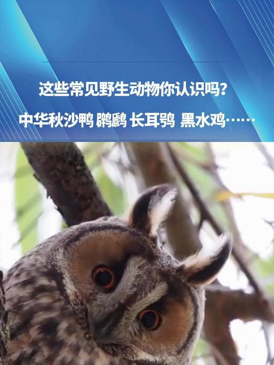 中华秋沙鸭、长耳鸮、黑水鸡等等,这些常见野生动物你认识吗?