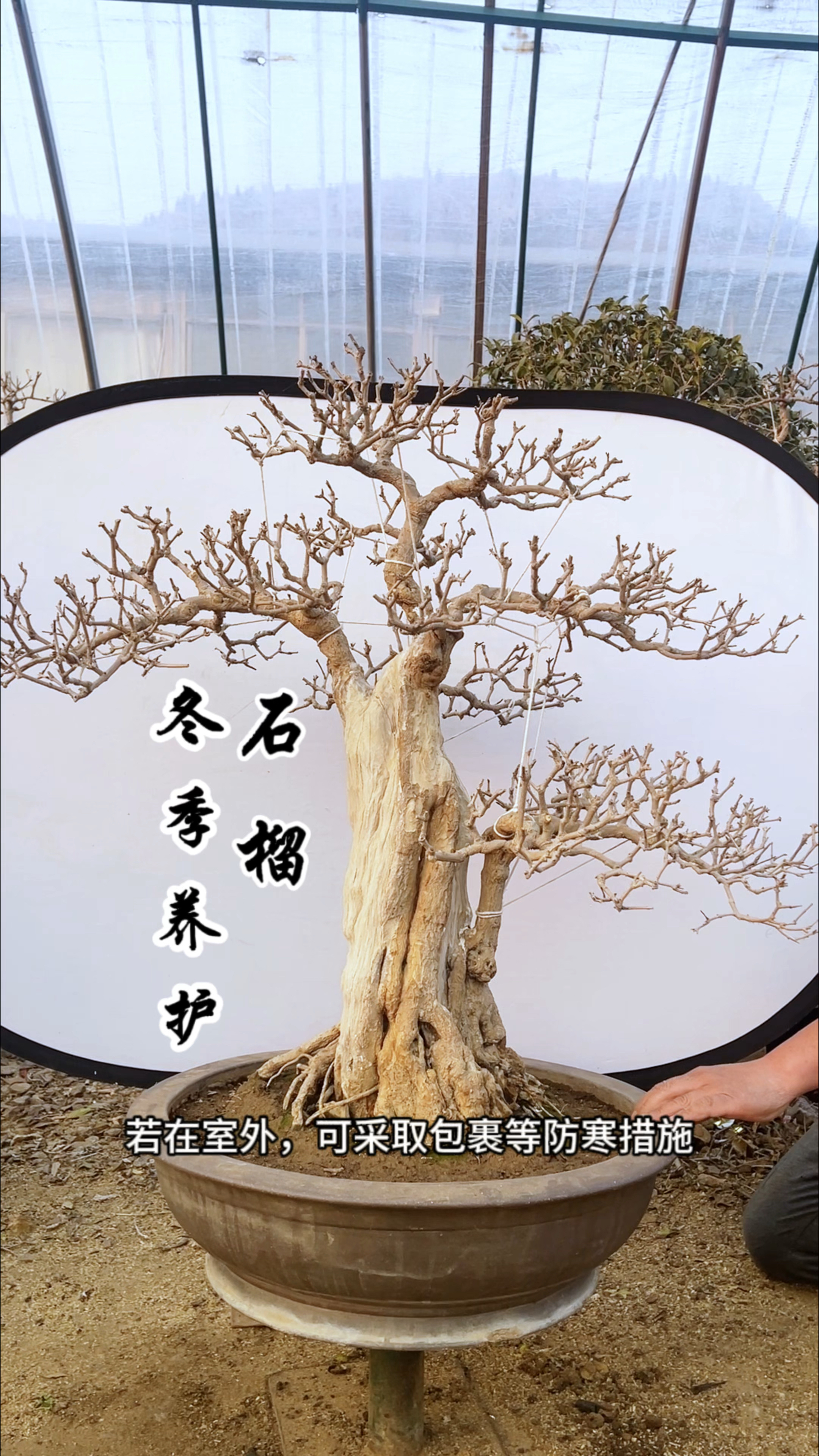 本期的盆景养护课堂,今天我们要讲的是冬季石榴盆景的养护