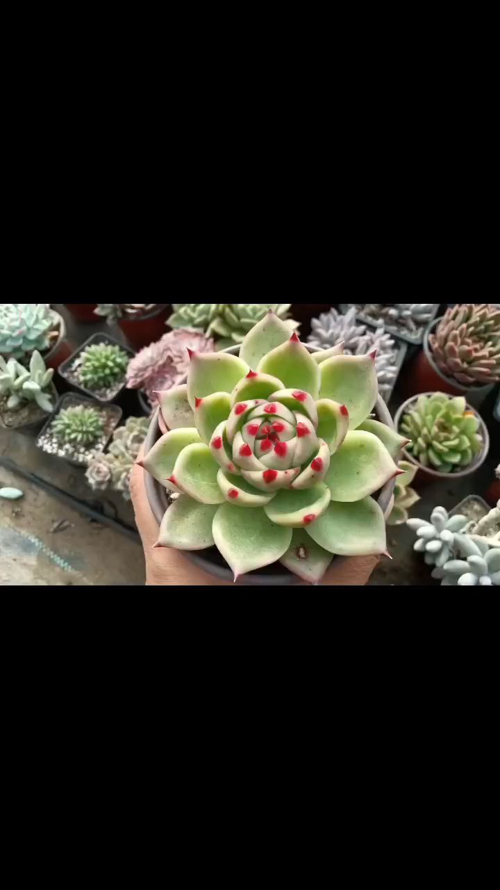 多肉植物搭配舒心的音乐!