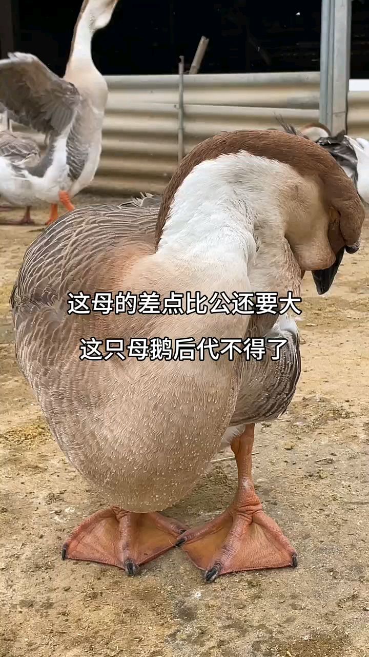 狮头鹅母鹅和公鹅怎么区分