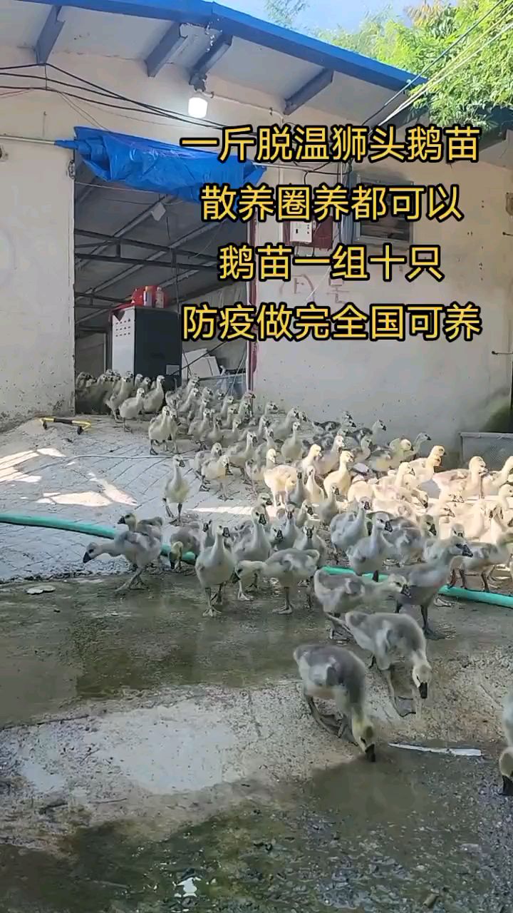 鹅苗孵化场常年孵化白鹅苗,灰鹅苗,