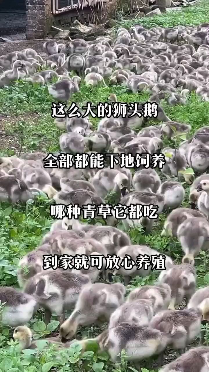 鹅苗孵化场狮头鹅苗
