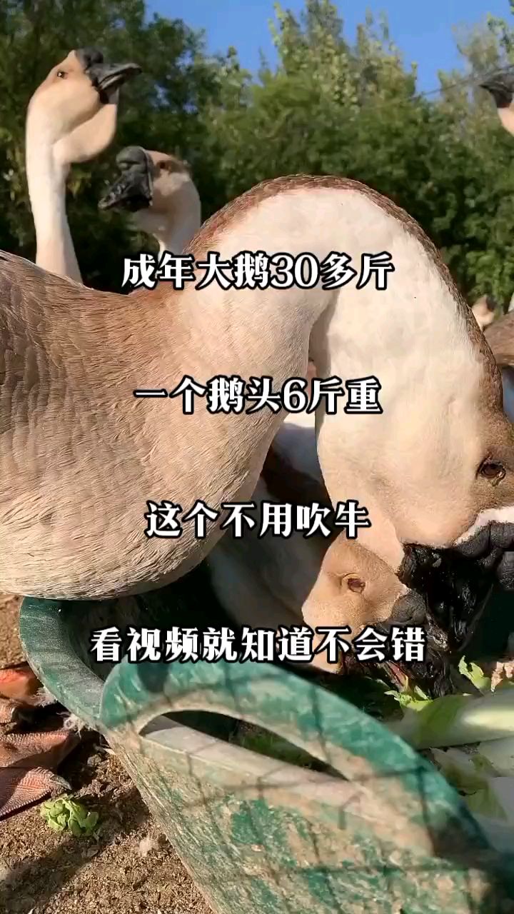 狮头鹅75到90天出栏最大可达30斤