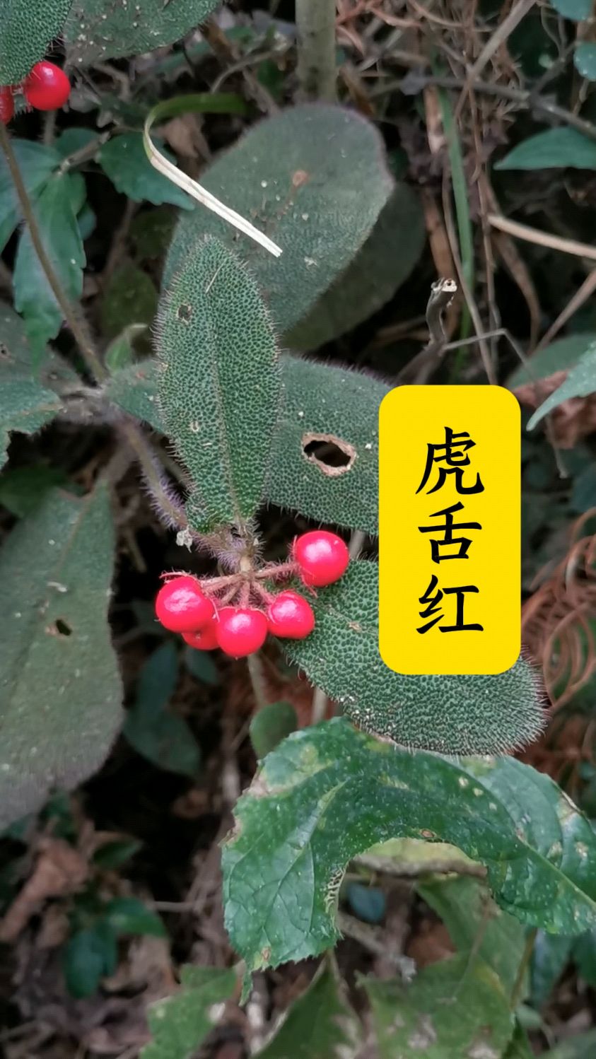 今天给大家带来一个特别的植物科普——虎舌红。一种非常独的植物