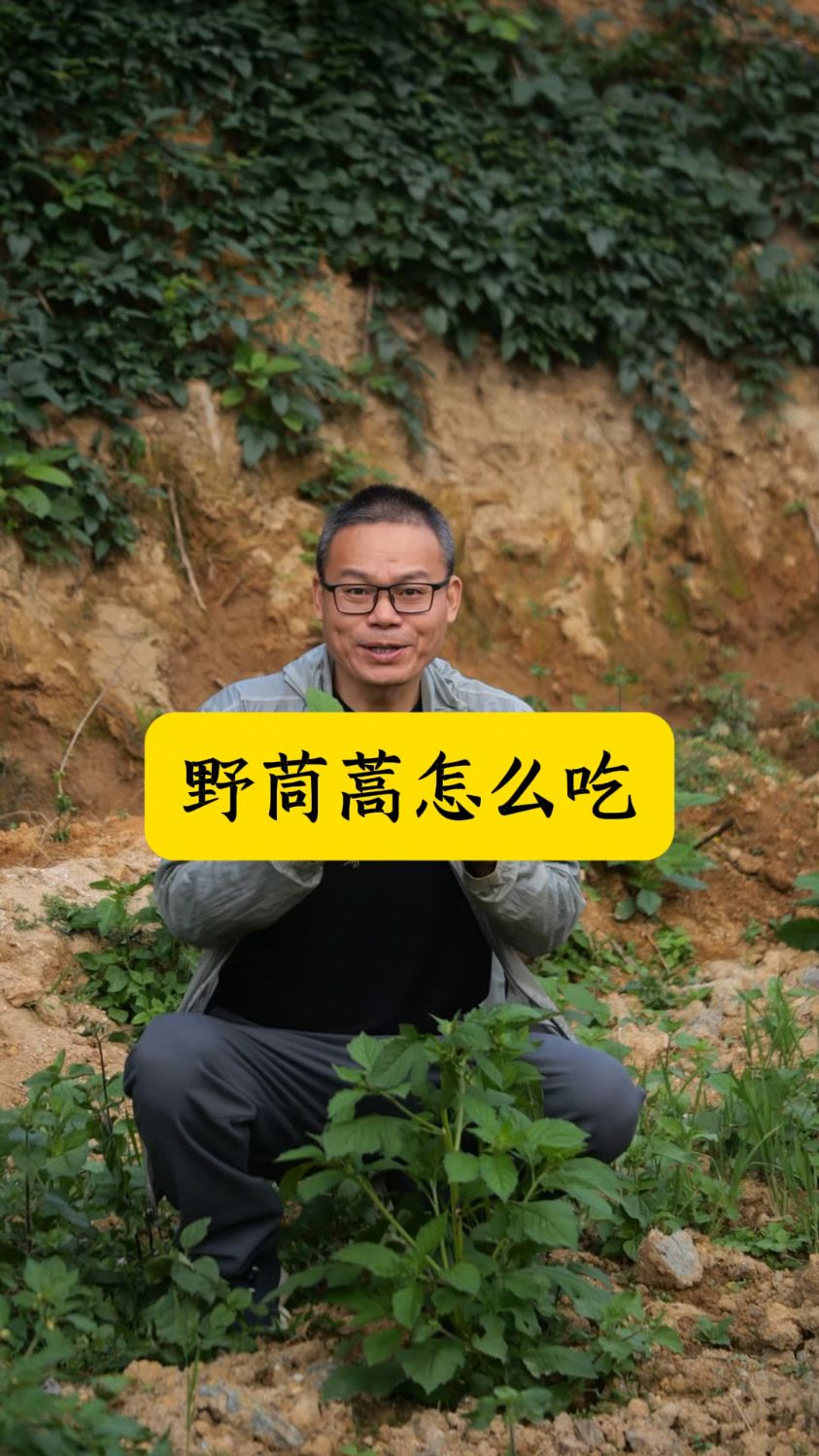 野茼蒿具体怎么做菜吃?