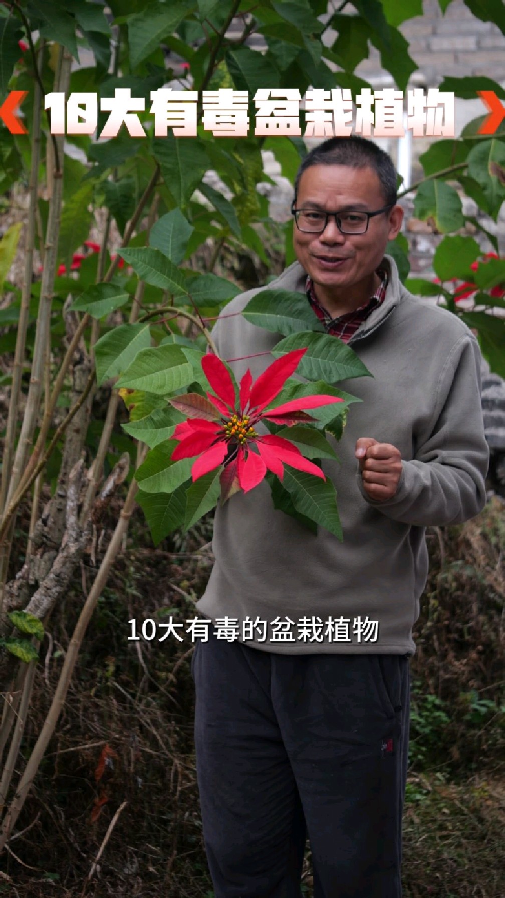 十大有毒的盆栽植物