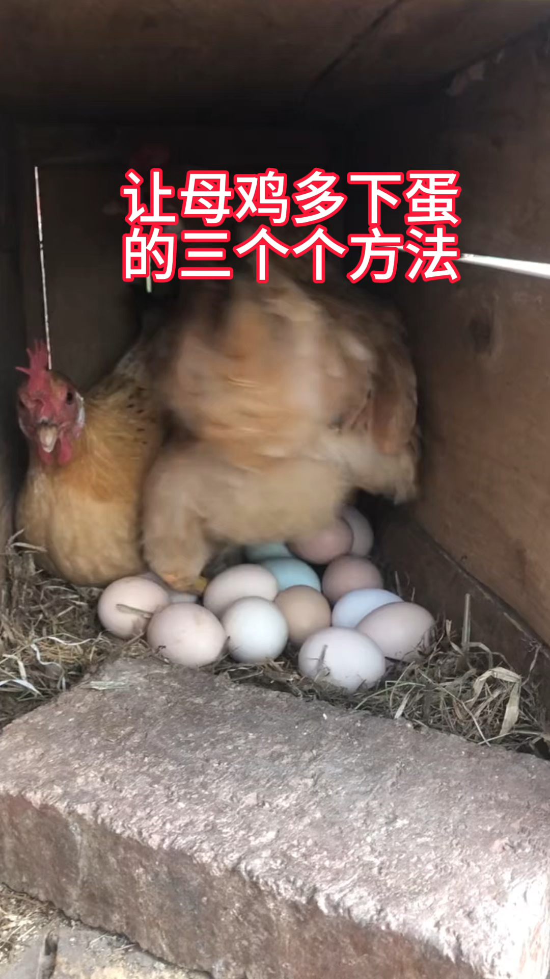让母鸡多下蛋的方法