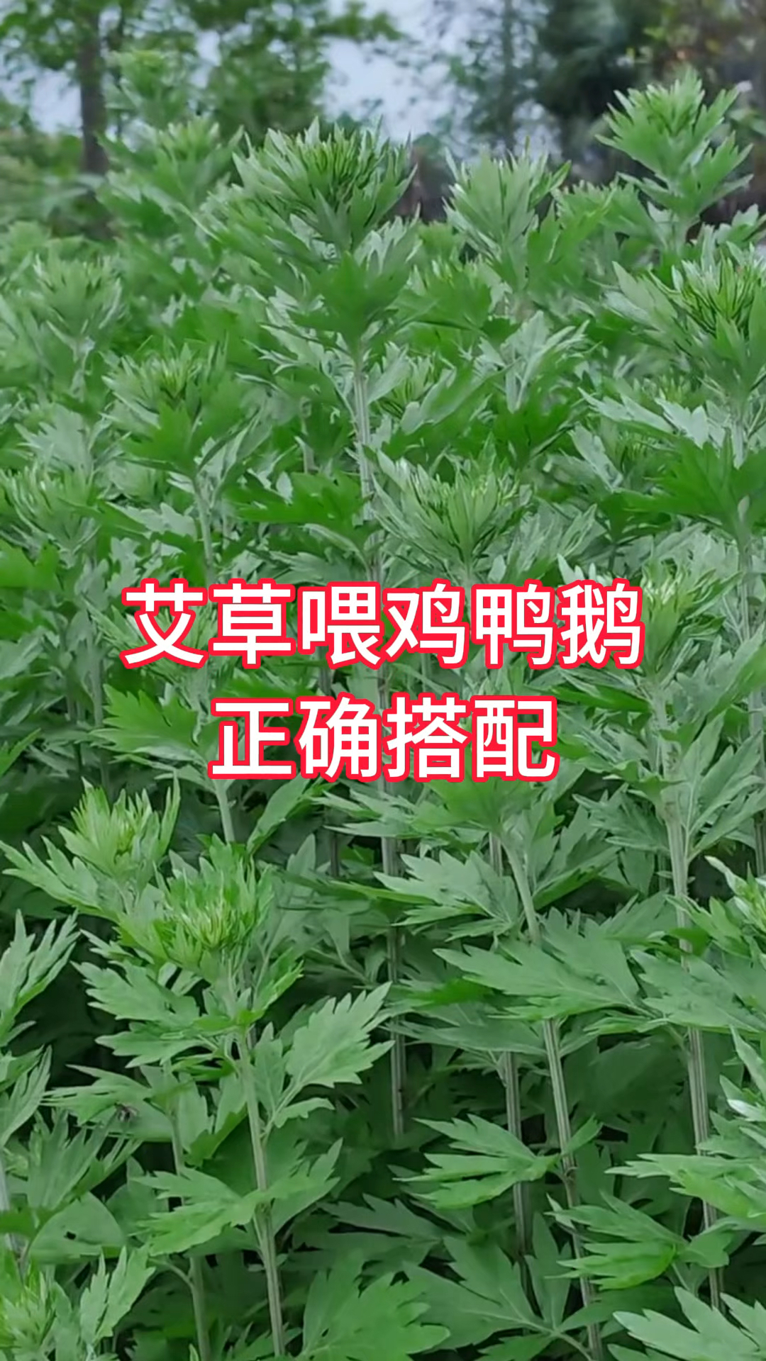 艾草喂鸡的正确方法