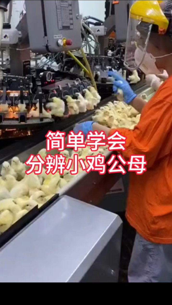 鸡苗公母这样看简单又方便