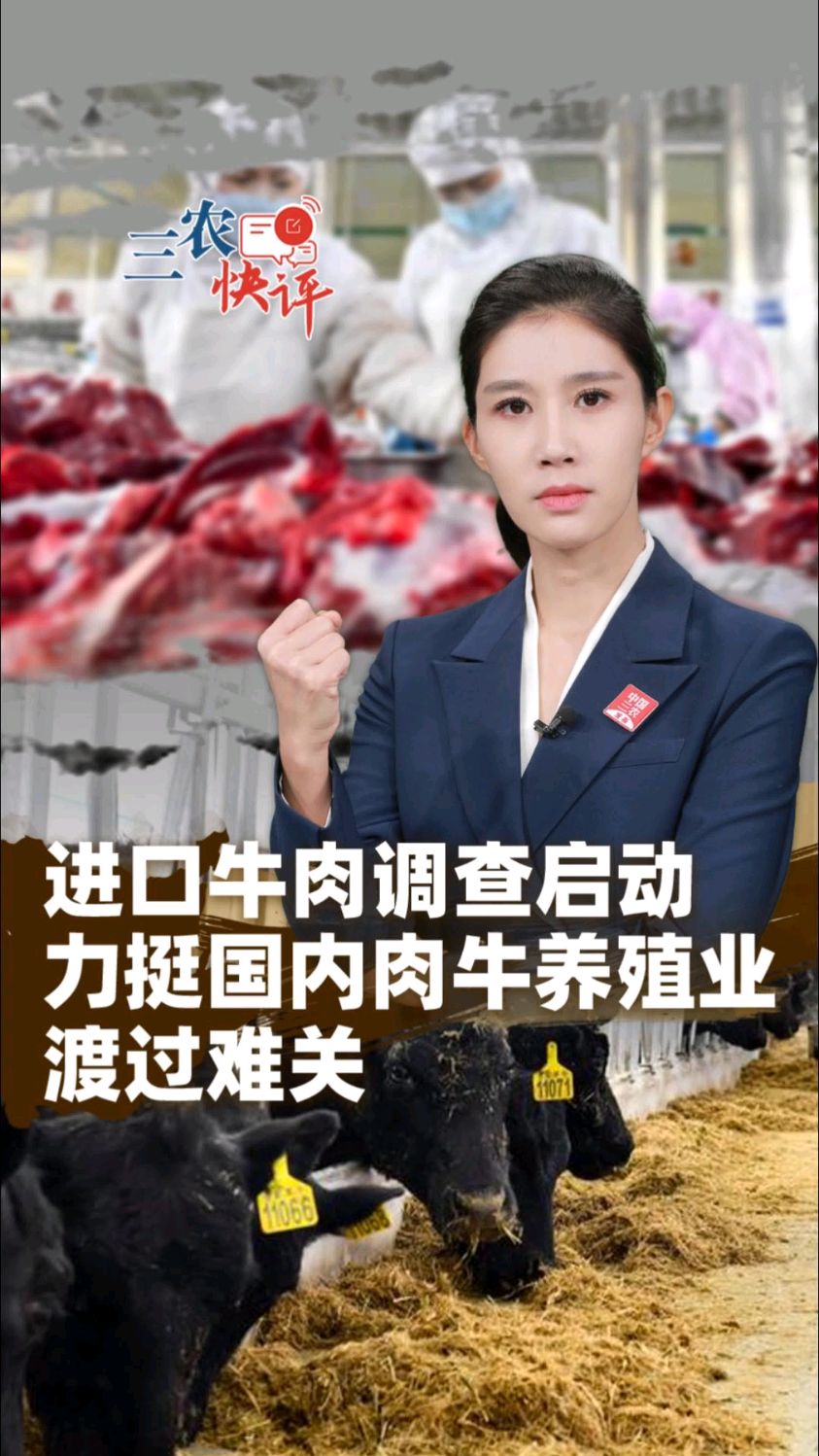 进口牛肉调查启动,力挺国内肉牛养殖业渡过难关 #三农快评