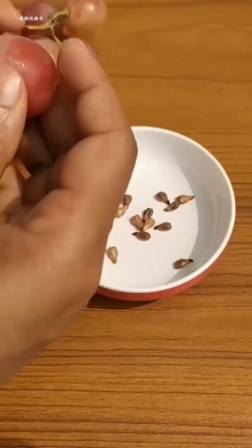 男人为了种出葡萄,把葡萄种子捞出来,放进土里,没想到真发芽了
