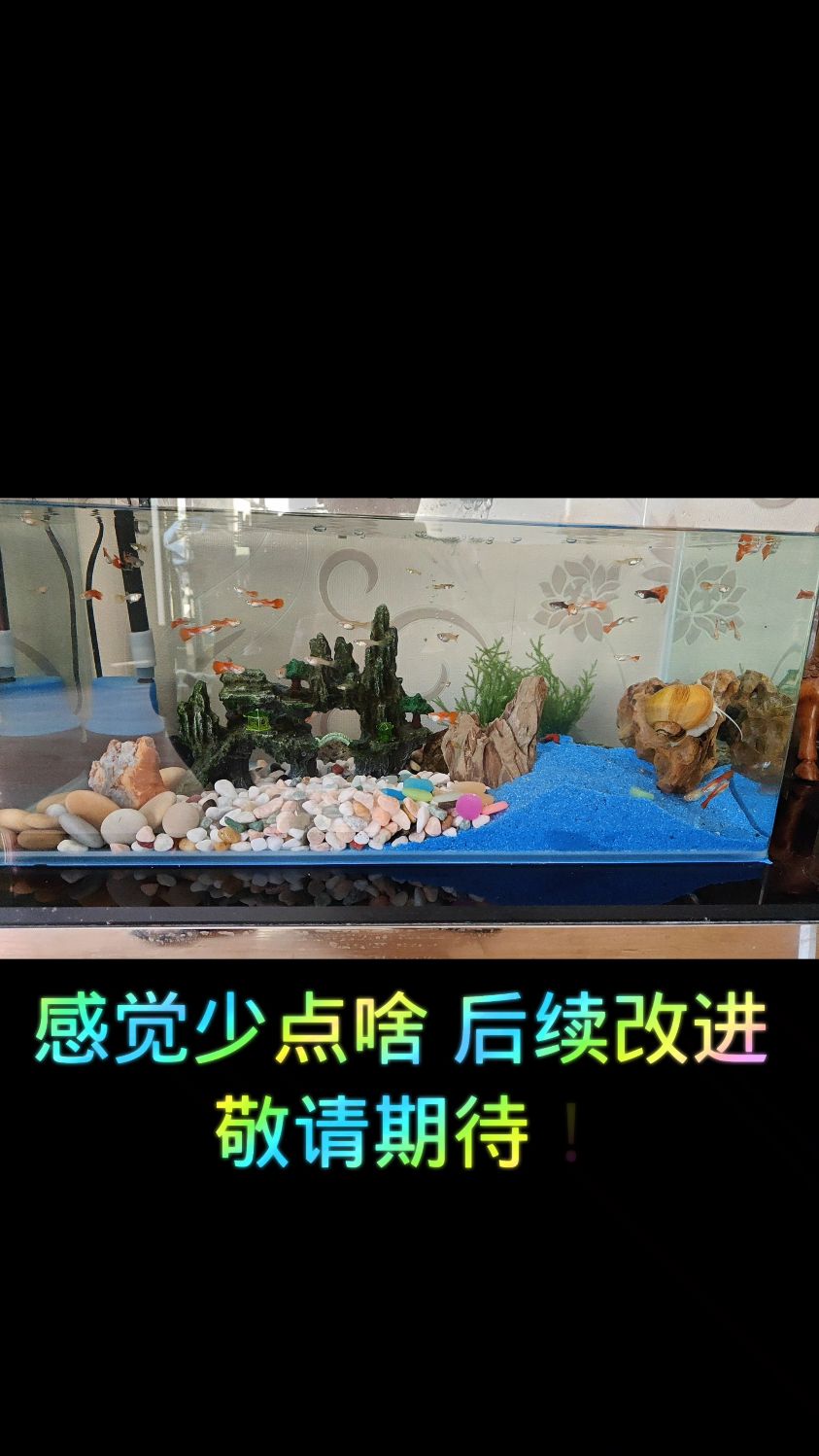 新手小白给鱼缸造景,这下鱼要遭殃了!
