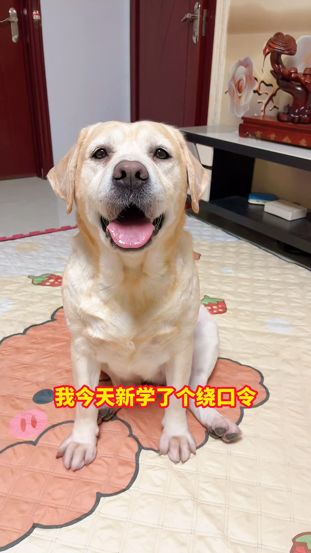 狗狗学说绕口令:红鲤鱼与绿鲤鱼与驴