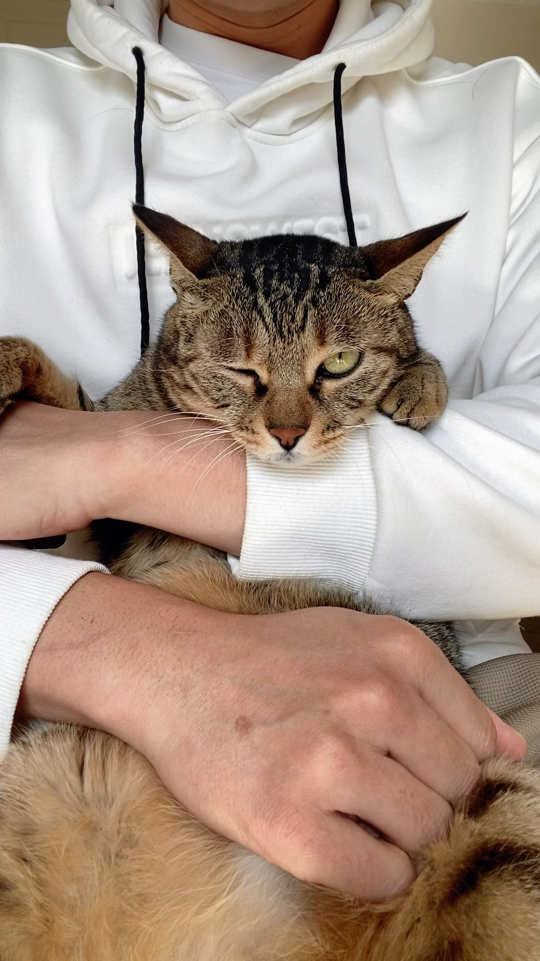 卖鱼的把我猫眼睛弄瞎了