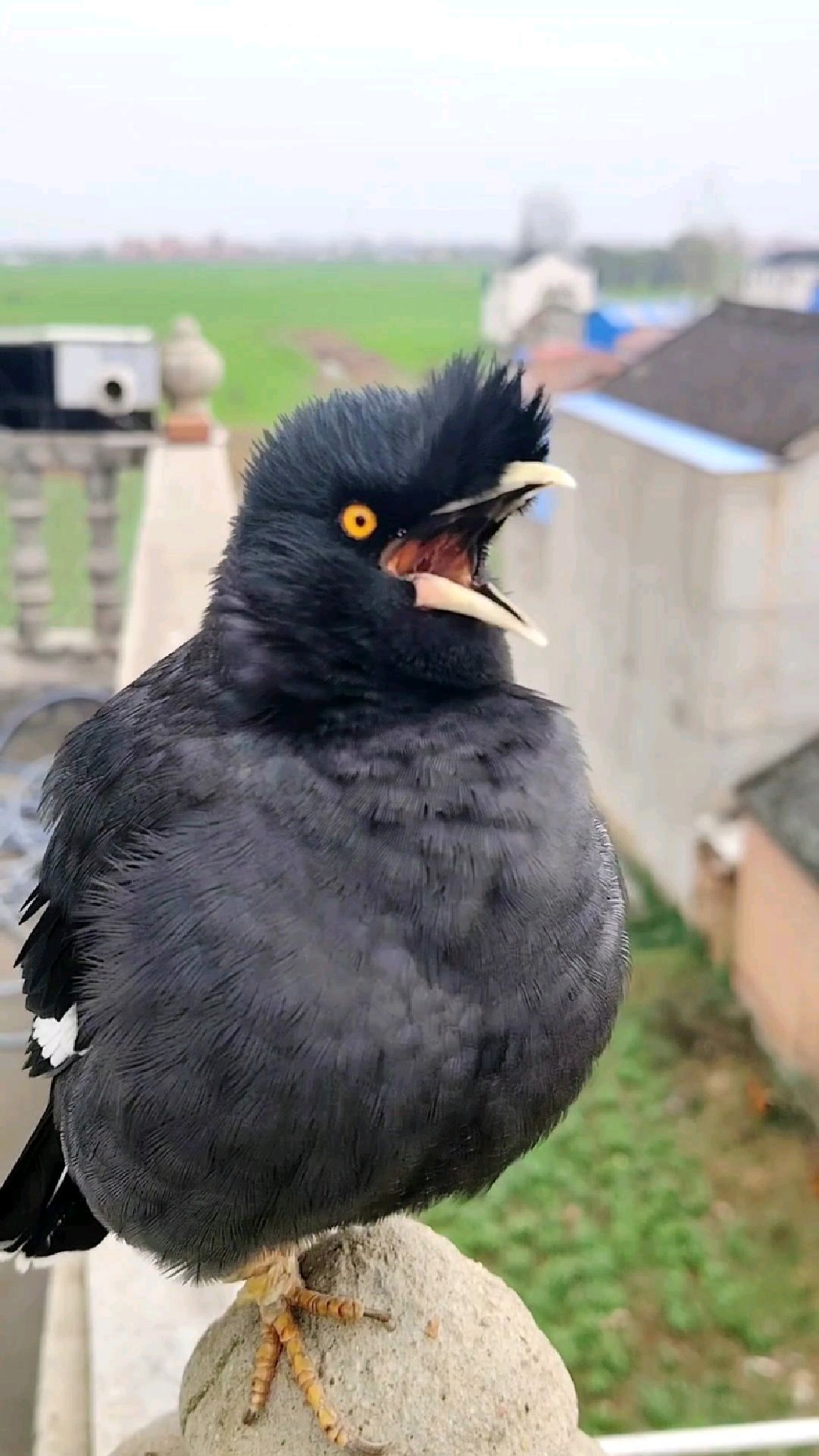 它真聪明 整个小鸡家族的叫声都被八哥小鸟学会了