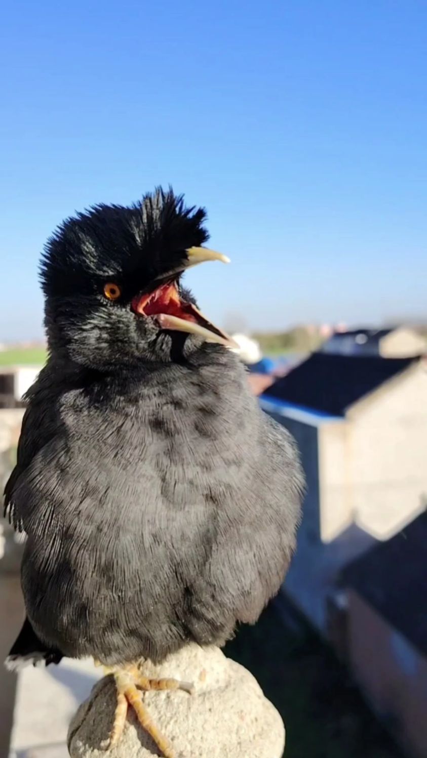农村家里养的大公鸡天天叫,被这只八哥小鸟学会了