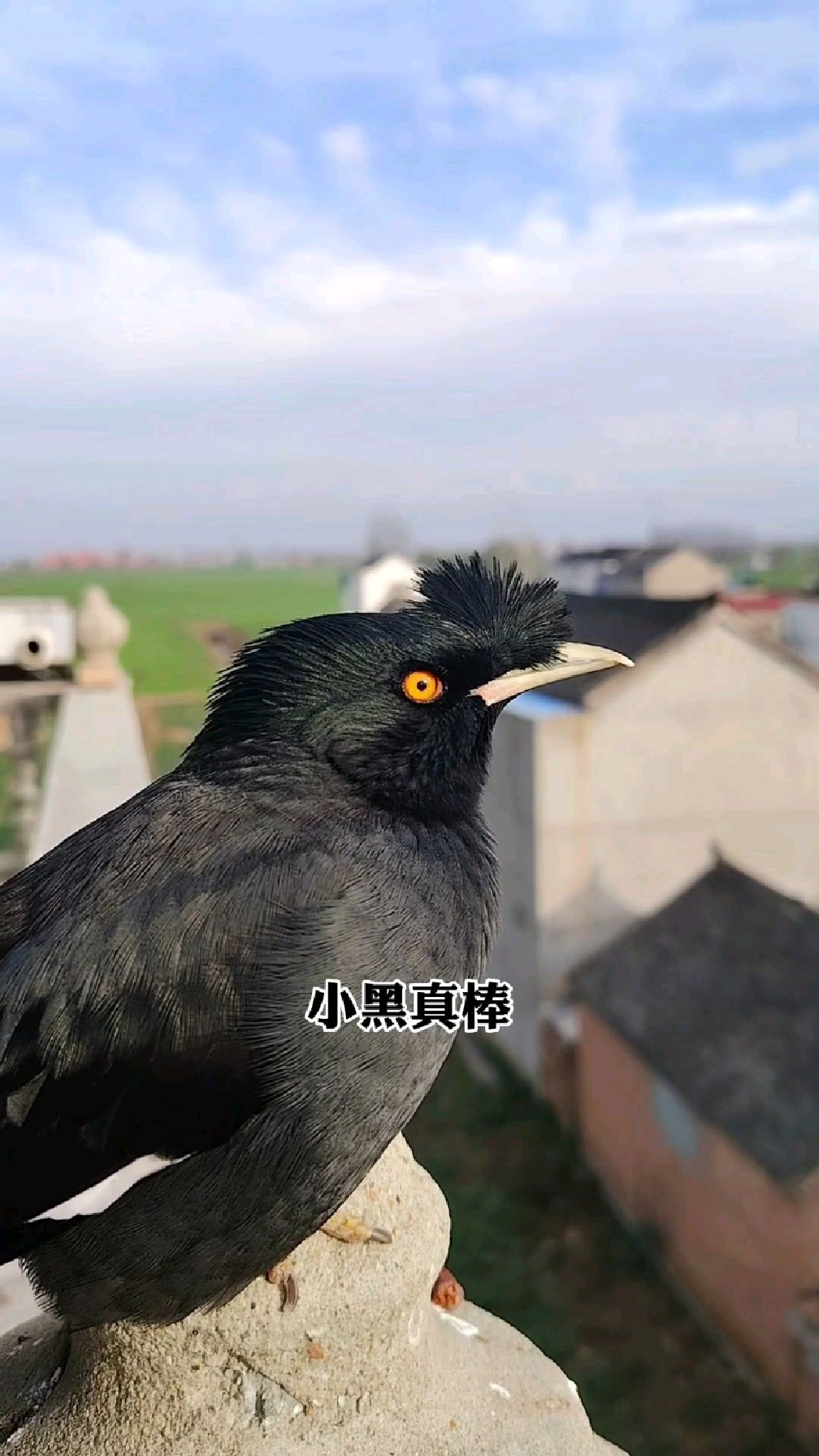 这只八哥小鸟成精了,看到楼下有小鸭子经过,就马上学小鸭子叫声