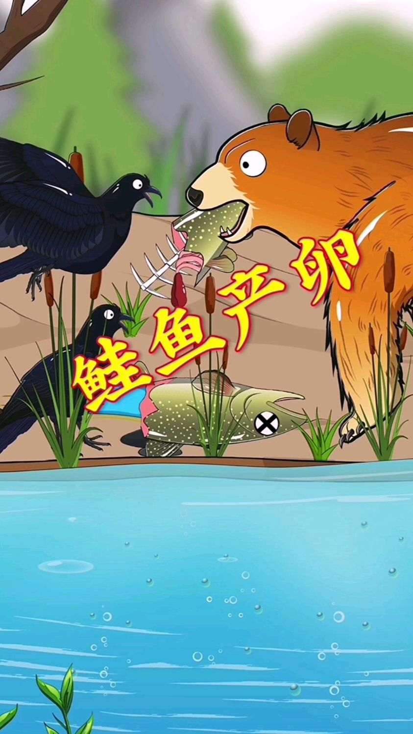 鲑鱼洄游产卵很容易遭到棕熊的猎捕!