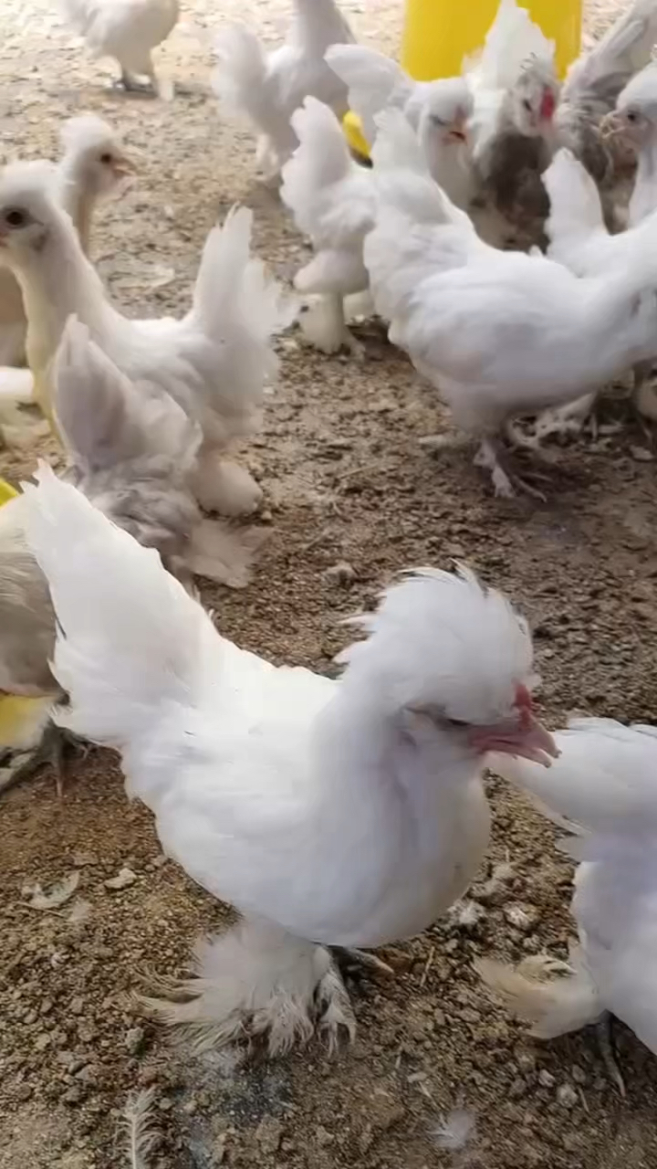 2个月的凤冠元宝鸡