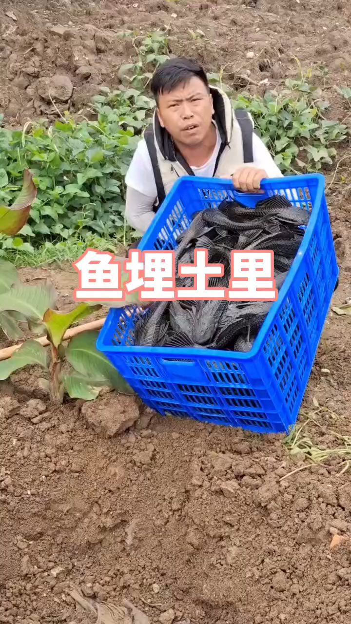 好好的鱼埋在土里,有什么说法吗?