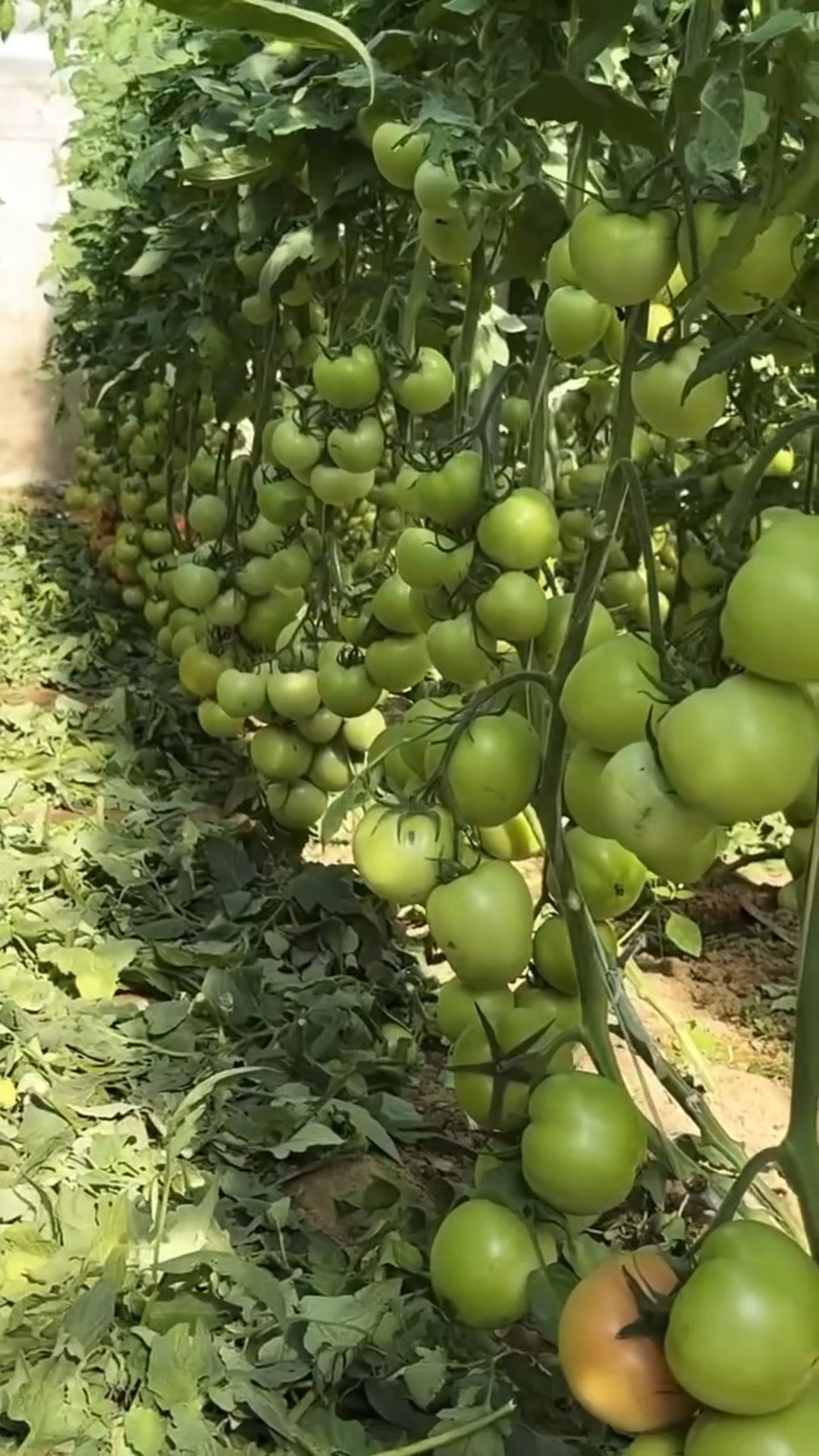 西红柿种植膨果肥用什么好
