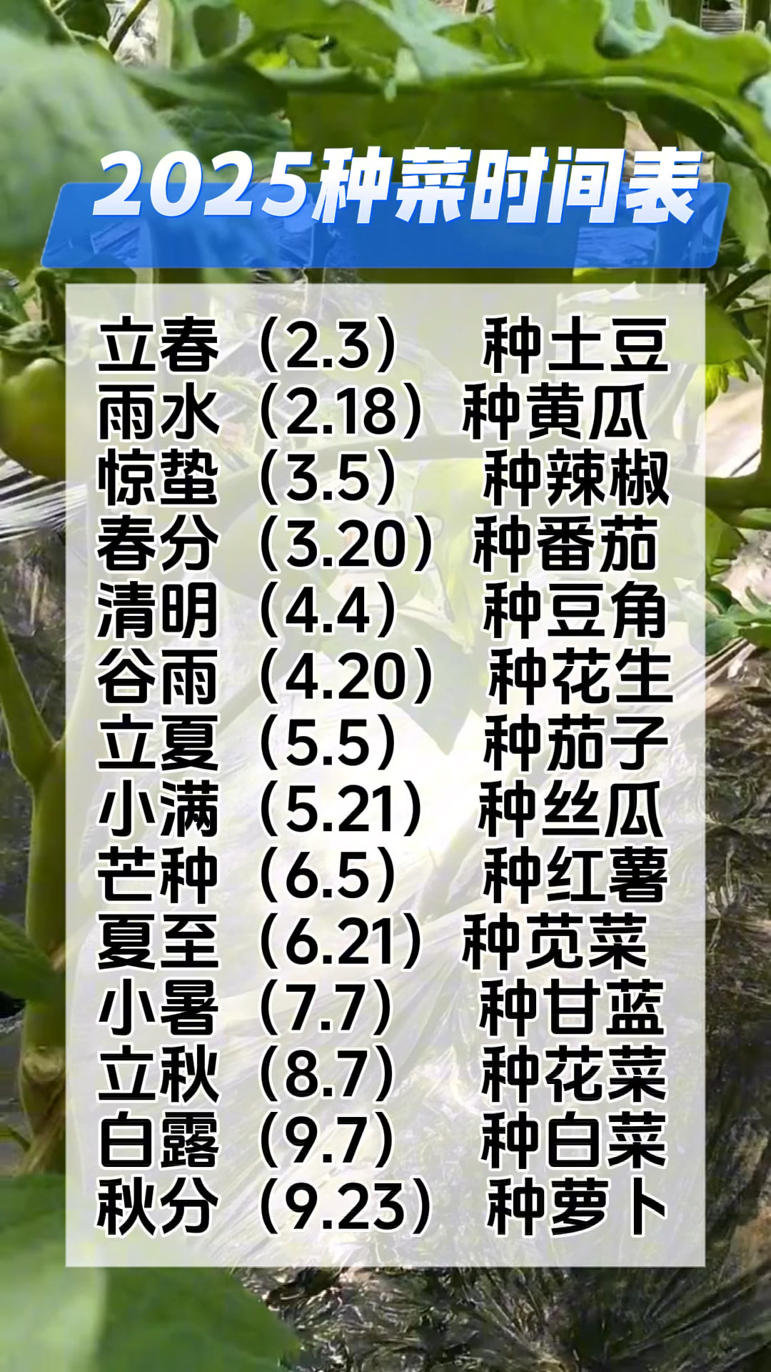 2025年种菜时间表