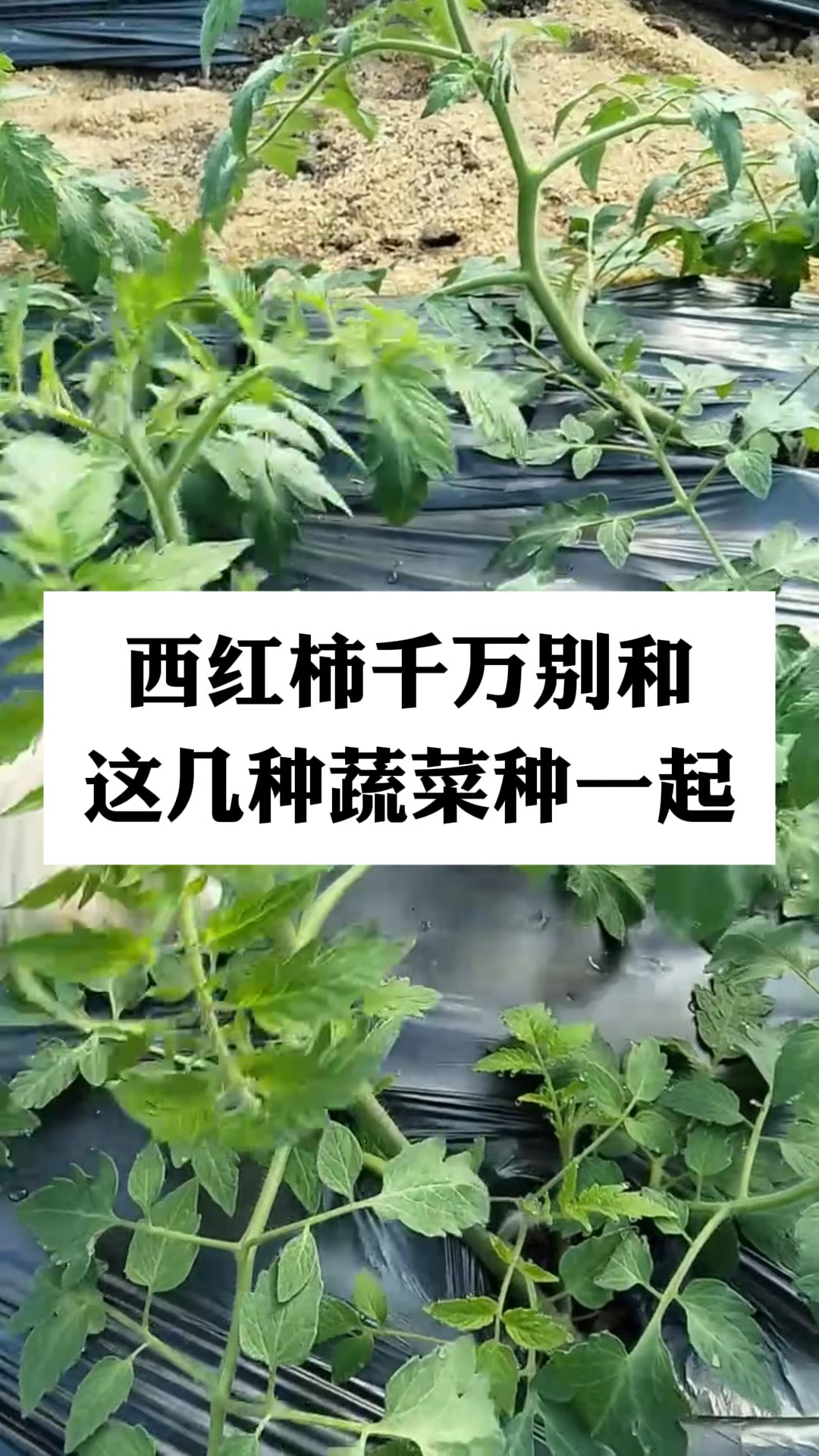 不能和西红柿种在一起的蔬菜