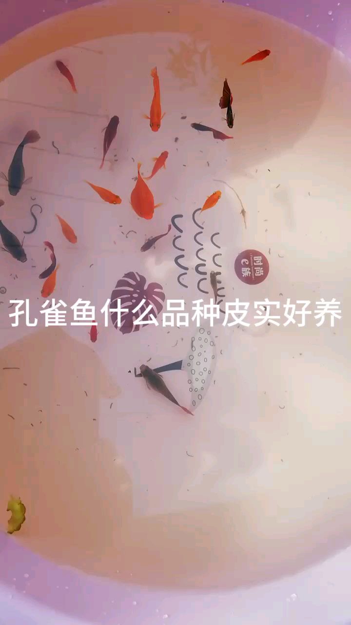 孔雀鱼什么品种皮实好养