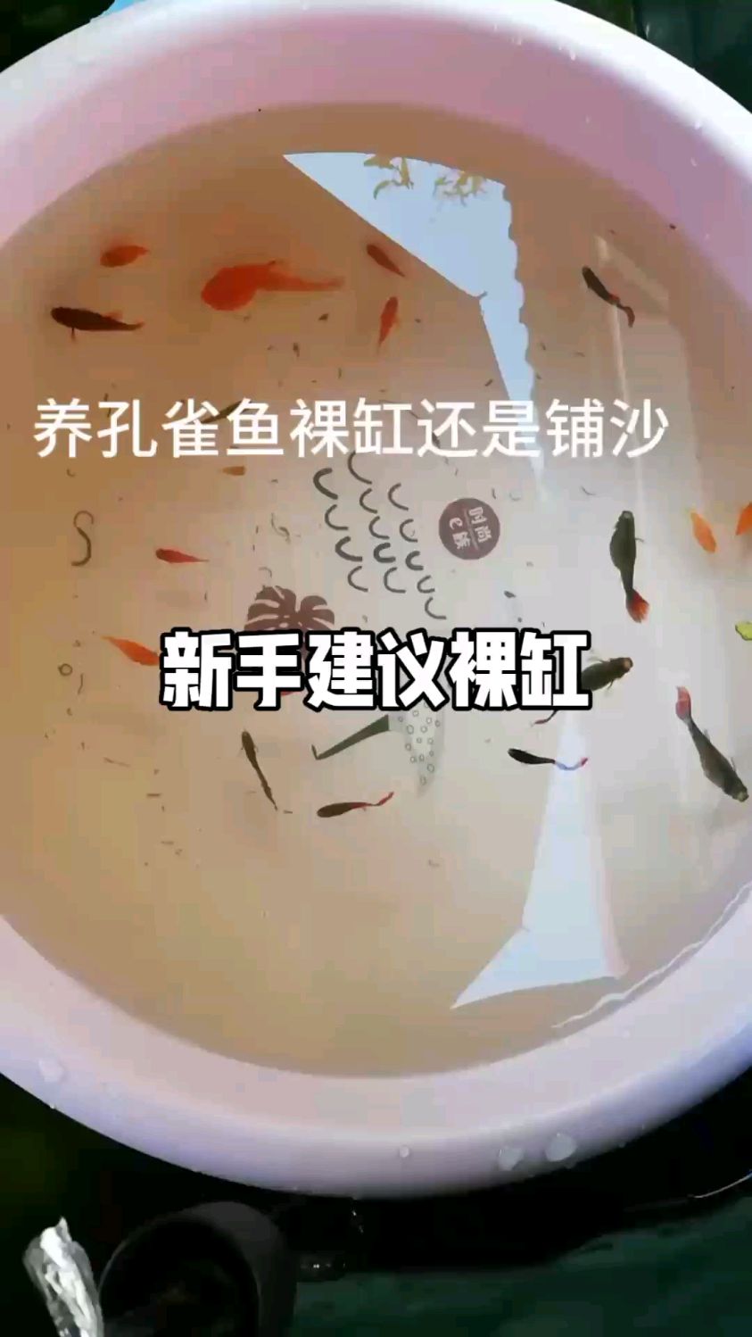 养孔雀鱼裸缸还是铺沙