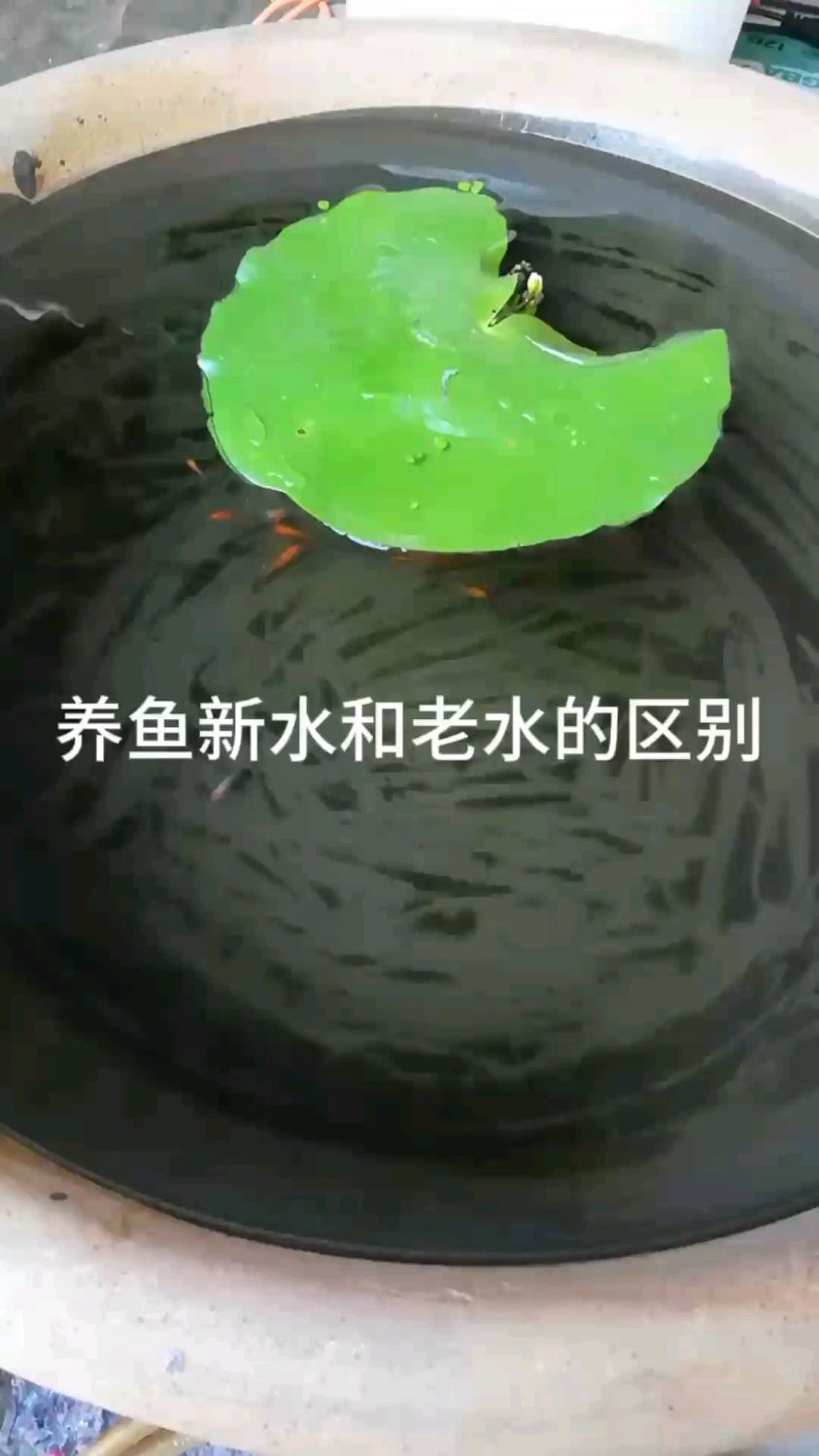 养鱼新水和老水的区别