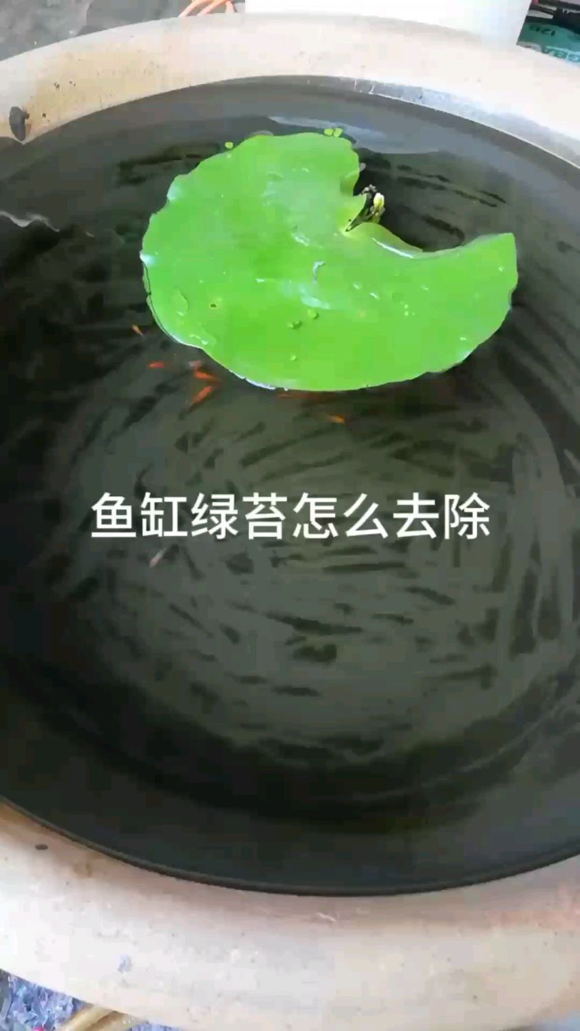 鱼缸有绿苔怎么解决
