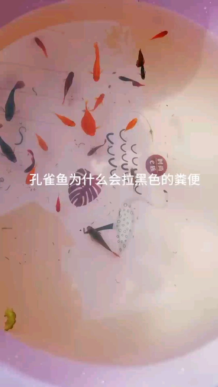孔雀鱼为什么拉黑色粪便
