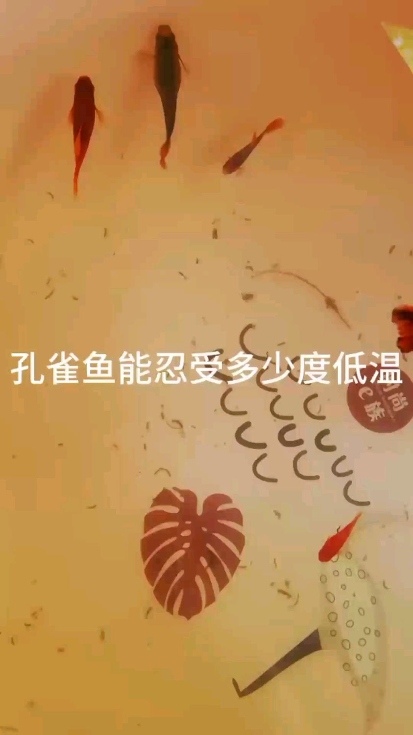 孔雀鱼能忍受多少度低温