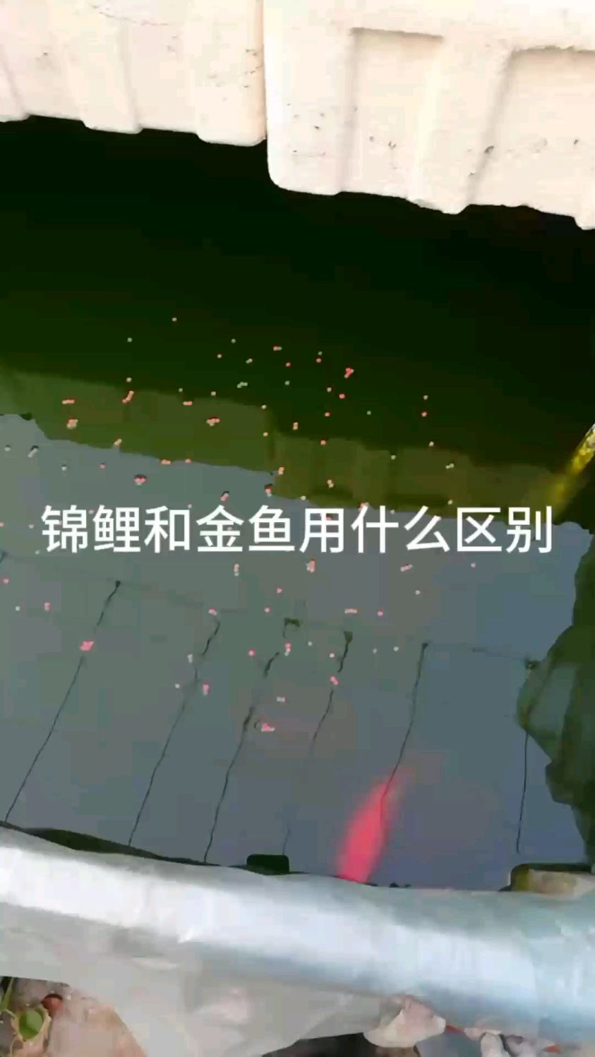 锦鲤和金鱼有什么区别