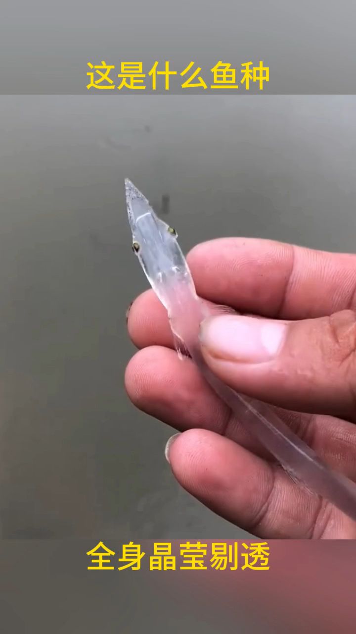 这是什么鱼种,全身晶莹剔透