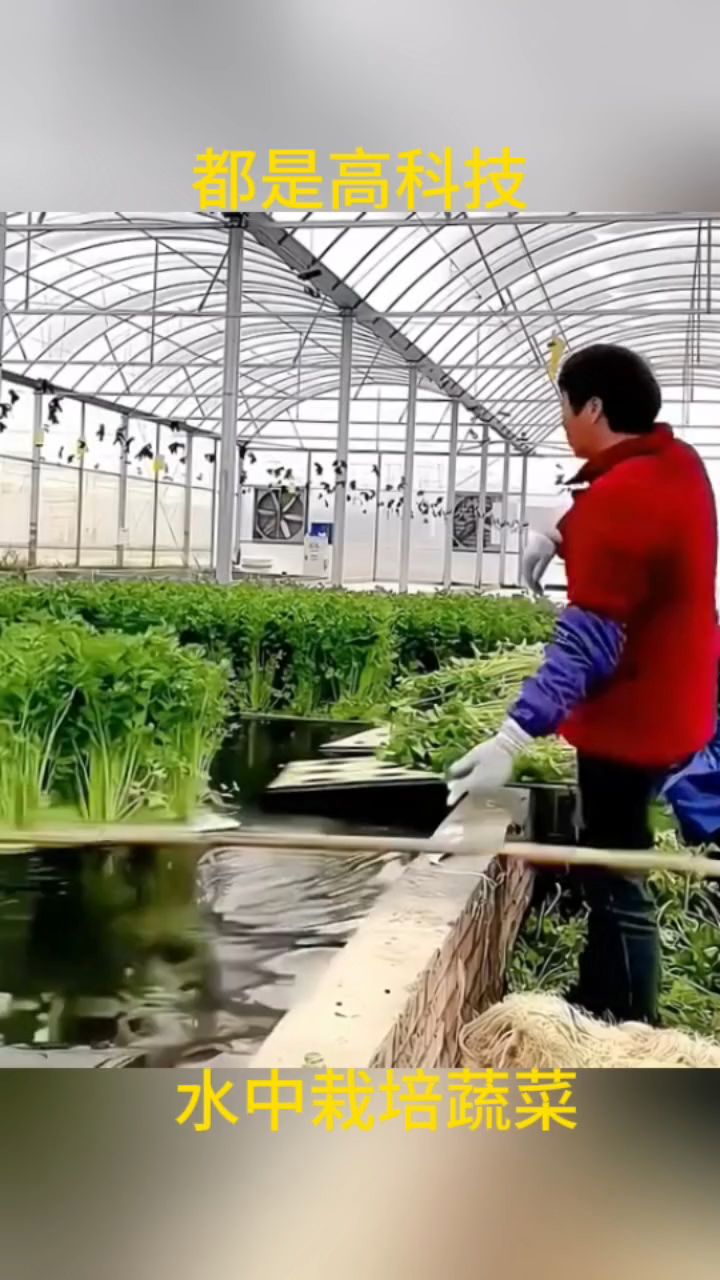 都是高科技,水中栽培蔬菜