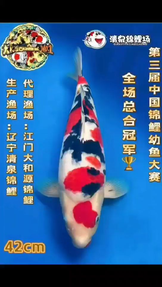 第三届中国锦鲤幼鱼大赛,在广东省佛山市南海区盛大举行。