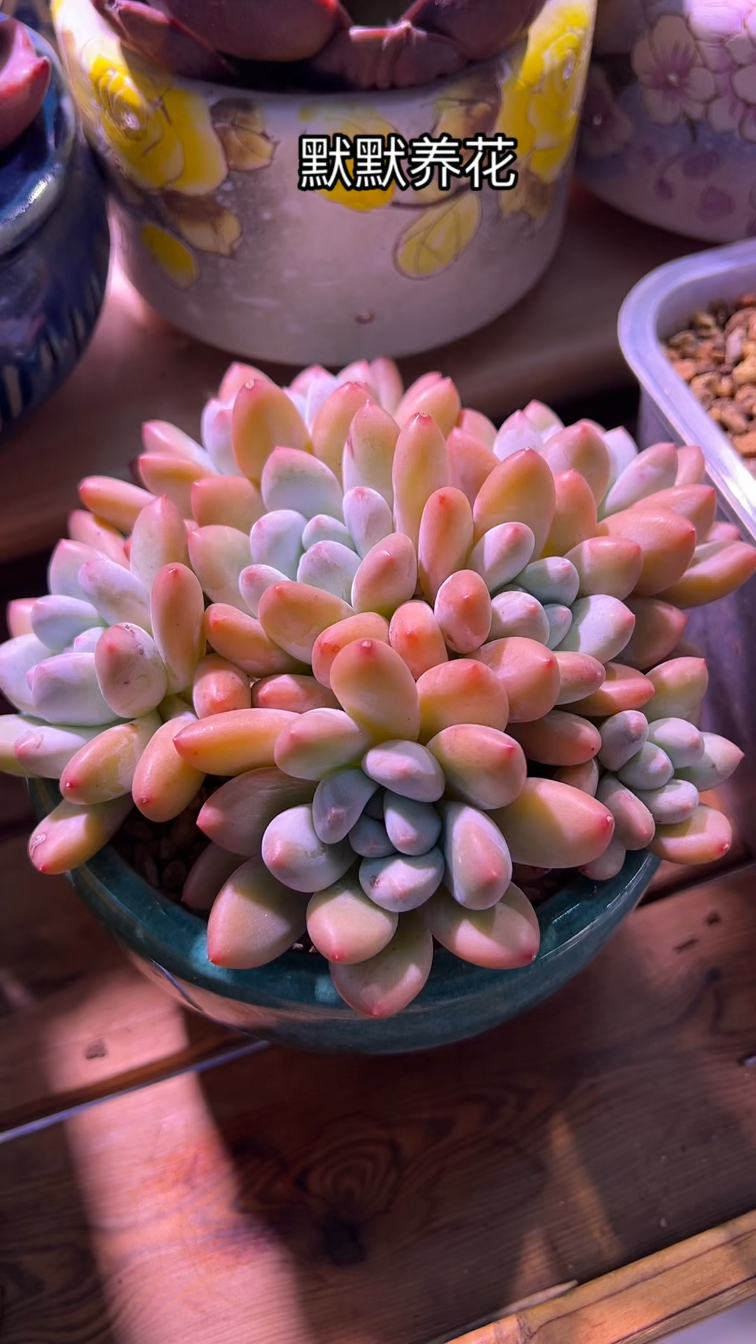 好看难养的多肉品种～香水