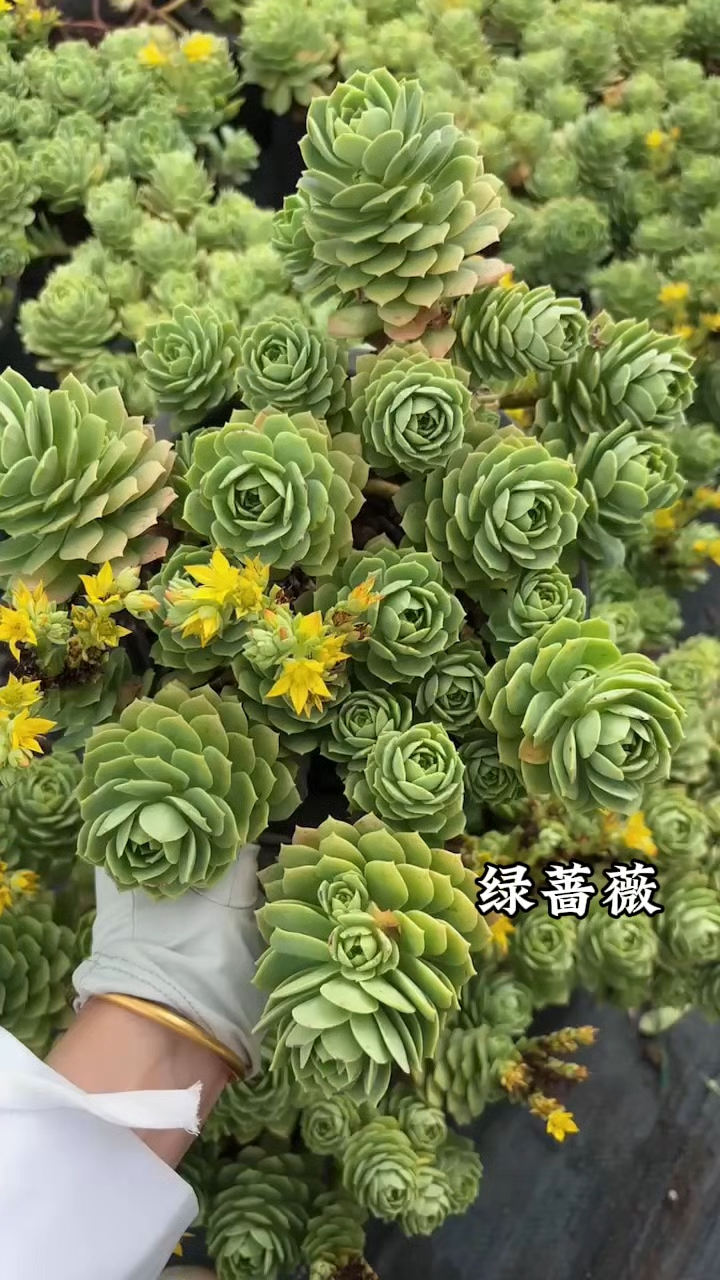 多肉植物图鉴,绿蔷薇